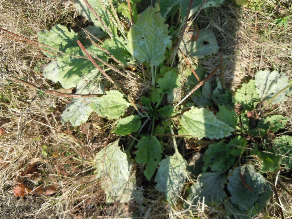 Pianta di lago - Plantago major